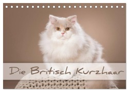 Cover-Bild zum Titel 'Die Britisch Kurzhaar (Tischkalender 2026 DIN A5 quer), CALVENDO Monatskalender' von 'Trio Bildarchiv'