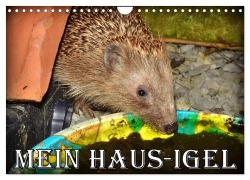 Cover-Bild zum Titel 'Mein Haus-Igel (Wandkalender 2026 DIN A4 quer), CALVENDO Monatskalender' von 'Henning von Löwis of Menar'