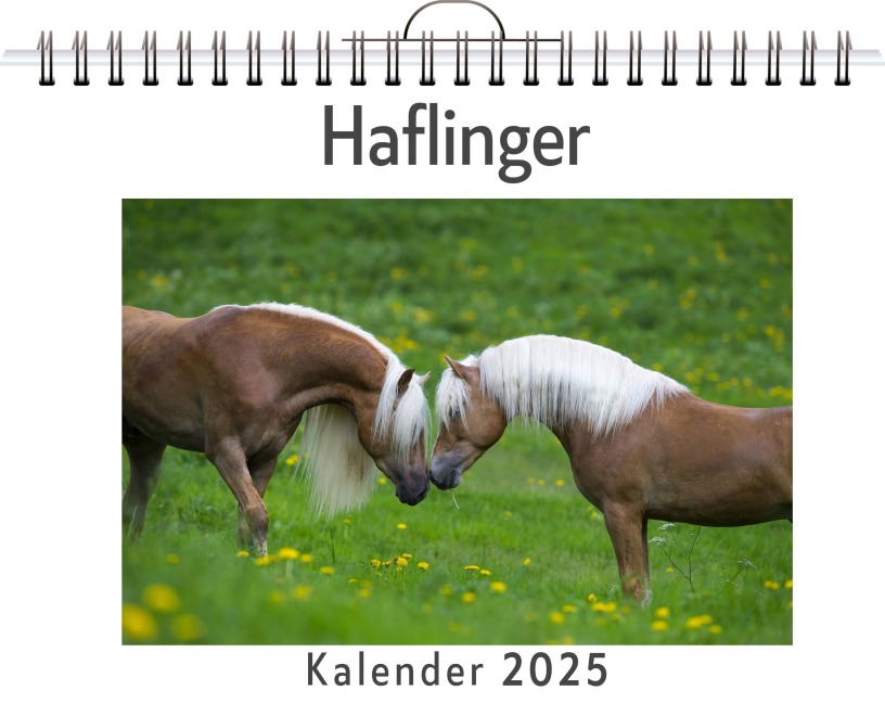 Haflinger - Luca Peters