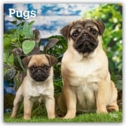 Pugs - Mops 2026 - 16-Monatskalender - Browntrout Publishers