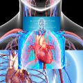 Mikrozirkulation verbessern, das kardiovaskuläre System stärken, Herz-Hirn-Kohärenz fördern - Powerful Methods to Awaken Selfhealing