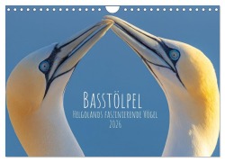 Cover-Bild zum Titel 'Basstölpel - Helgolands faszinierende Vögel (Wandkalender 2026 DIN A4 quer), CALVENDO Monatskalender' von 'Burkhard Regner'