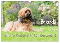 Briards - sanfte Riesen mit Temperament (Wandkalender 2025 DIN A3 quer), CALVENDO Monatskalender - Sonja Teßen