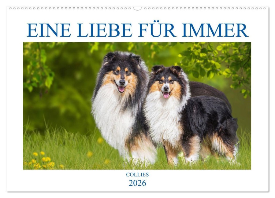 Eine Liebe für immer - Collies (Wandkalender 2026 DIN A2 quer), CALVENDO Monatskalender - Sigrid Starick