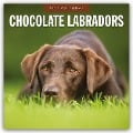 Chocolate Labrador Retrievers - Schokoladenbraune Labrador Retriever 2025 - 16-Monatskalender - 