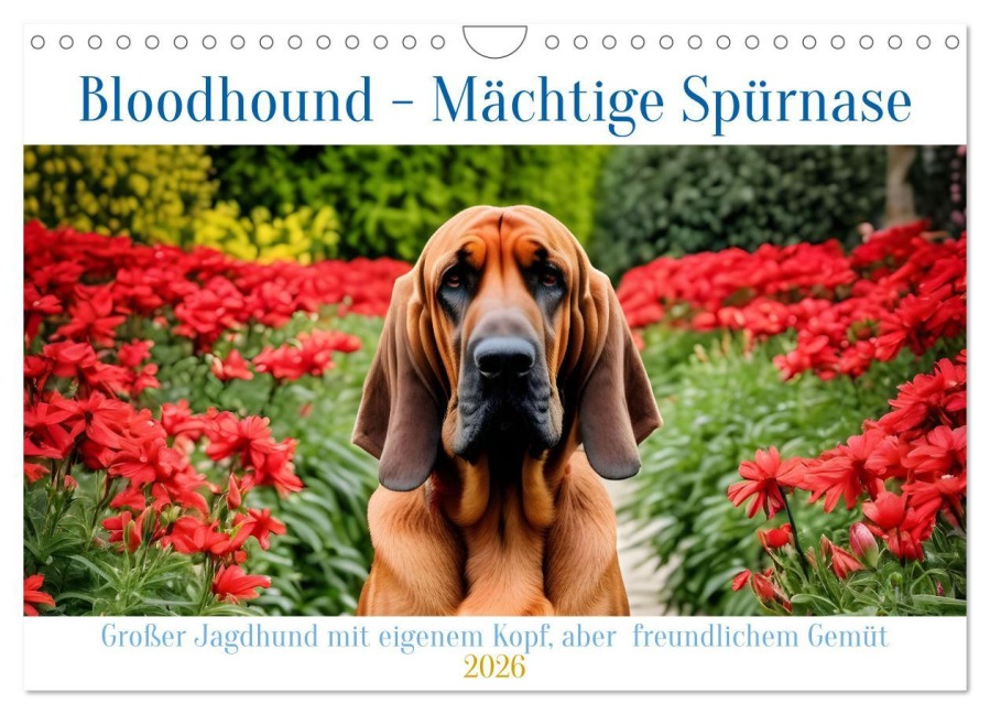 Bloodhound - Mächtige Spürnase (Wandkalender 2026 DIN A4 quer), CALVENDO Monatskalender - Claudia Kleemann