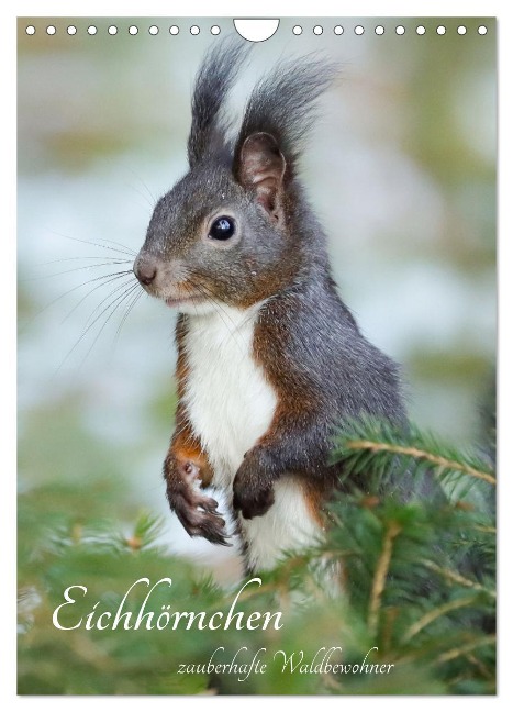 Eichhörnchen - zauberhafte Waldbewohner (Wandkalender 2025 DIN A4 hoch), CALVENDO Monatskalender - Angela Merk