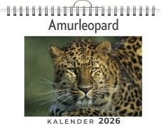 Cover-Bild zum Titel 'Amurleopard' von 'Hannah Koch'