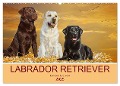 Labrador Retriever - Ein Freund für¿s Leben (Wandkalender 2025 DIN A2 quer), CALVENDO Monatskalender - Sigrid Starick