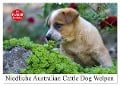 Niedliche Australian Cattle Dog Welpen (Wandkalender 2024 DIN A2 quer), CALVENDO Monatskalender - Fotodesign Verena Scholze
