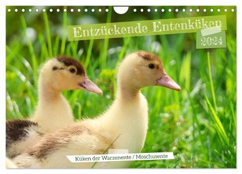 Entzückende Entenküken (Wandkalender 2024 DIN A4 quer), CALVENDO Monatskalender - Sabine Löwer