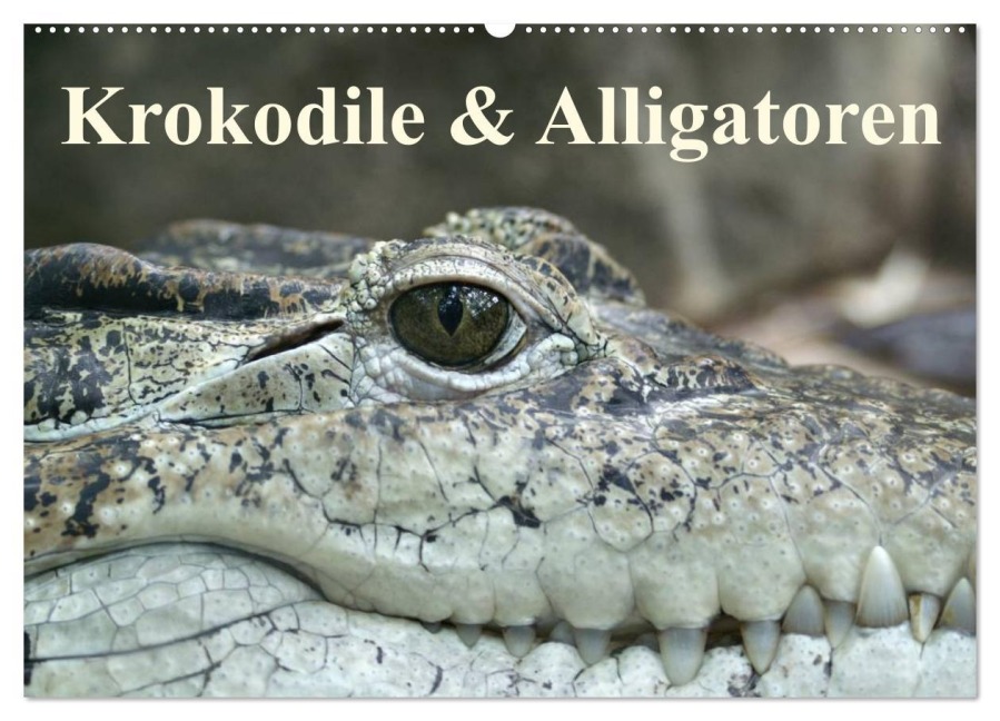 Krokodile & Alligatoren (Wandkalender 2026 DIN A2 quer), CALVENDO Monatskalender - Elisabeth Stanzer