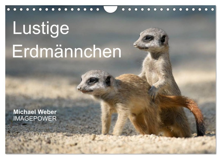 Lustige Erdmännchen (Wandkalender 2026 DIN A4 quer), CALVENDO Monatskalender - Michael Weber