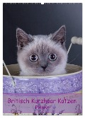 Britisch Kurzhaar Katzen - Planer (Wandkalender 2024 DIN A2 hoch), CALVENDO Monatskalender - Gabriela Wejat-Zaretzke