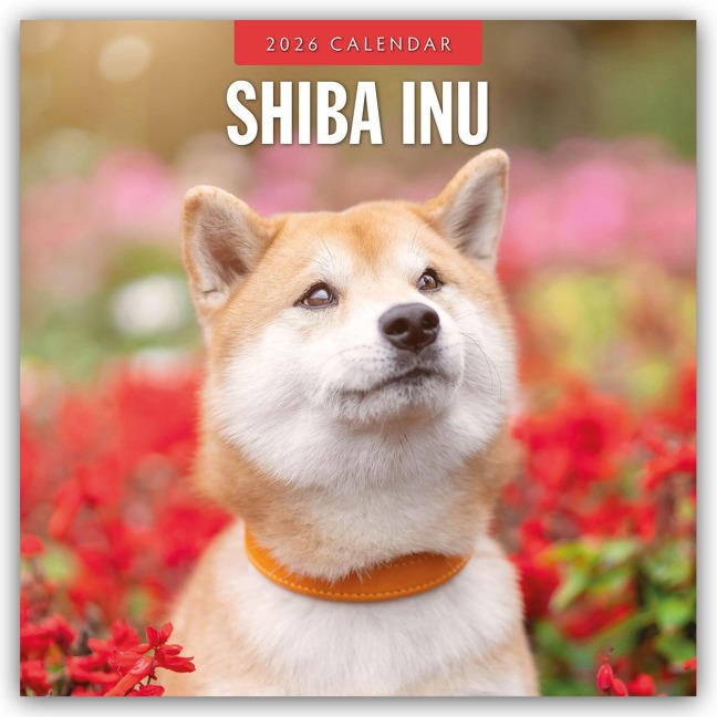 Shiba Inu 2026 - 16-Monatskalender - Robin Red