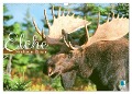 Elche: Nordische Riesen (Wandkalender 2024 DIN A3 quer), CALVENDO Monatskalender - Calvendo Calvendo