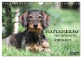 Liebenswerte Rabauken - Rauhaardackel (Wandkalender 2025 DIN A4 quer), CALVENDO Monatskalender - Barbara Mielewczyk