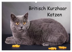 Britisch Kurzhaar Katzen (Wandkalender 2026 DIN A2 quer), CALVENDO Monatskalender - Gabriela Wejat-Zaretzke