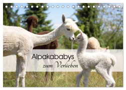 Cover-Bild zum Titel 'Alpakababys zum Verlieben (Tischkalender 2026 DIN A5 quer), CALVENDO Monatskalender' von 'Heidi Rentschler'