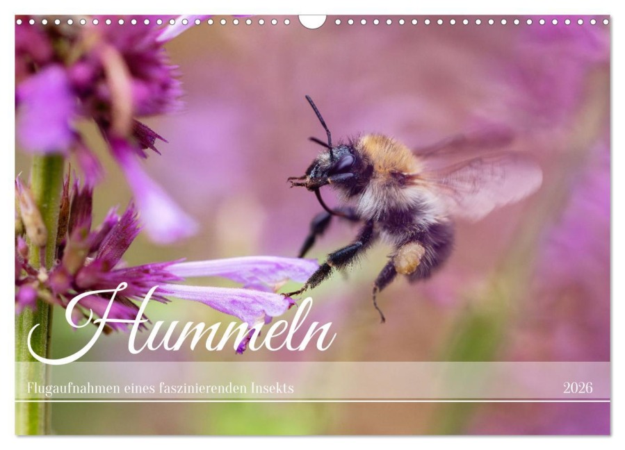 Hummeln - Flugaufnahmen eines faszinierenden Insekts (Wandkalender 2026 DIN A3 quer), CALVENDO Monatskalender - Christian Müller