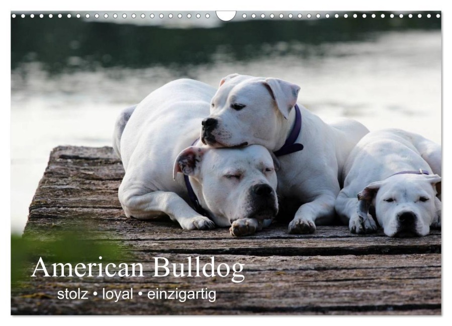 American Bulldog - stolz, loyal, einzigartig (Wandkalender 2026 DIN A3 quer), CALVENDO Monatskalender - Denise Schmöhl