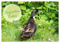 Cover-Bild zum Titel 'Faszination Enten (Wandkalender 2026 DIN A2 quer), CALVENDO Monatskalender' von 'Babett Paul - Babetts Bildergalerie'