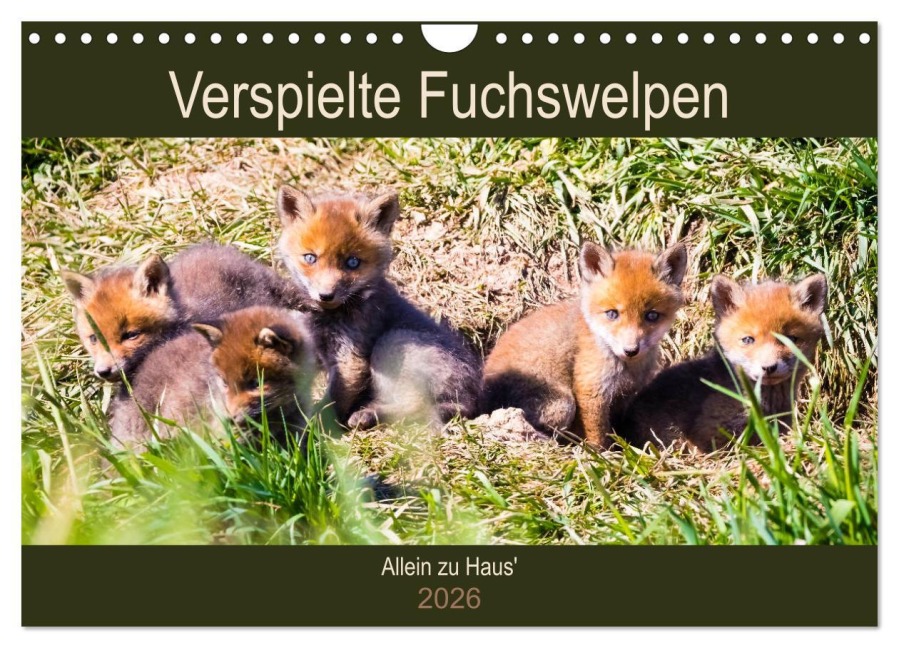 Verspielte Fuchswelpen - Allein zu Haus' (Wandkalender 2026 DIN A4 quer), CALVENDO Monatskalender - Janita Webeler