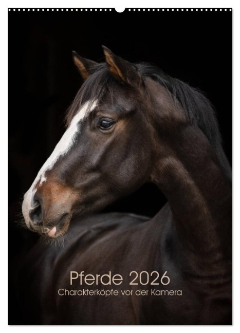 Pferde 2026 - Charakterköpfe vor der Kamera (Wandkalender 2026 DIN A2 hoch), CALVENDO Monatskalender - Paula Müller
