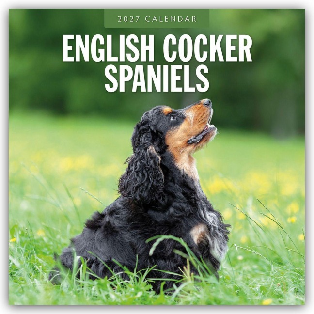 English Cocker Spaniels - Englisch Cocker Spaniel 2027 - 16-Monatskalender - Robin Red