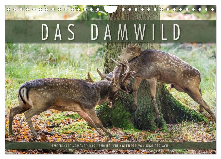 Emotionale Momente: Das Damwild. (Wandkalender 2026 DIN A4 quer), CALVENDO Monatskalender - Ingo Gerlach