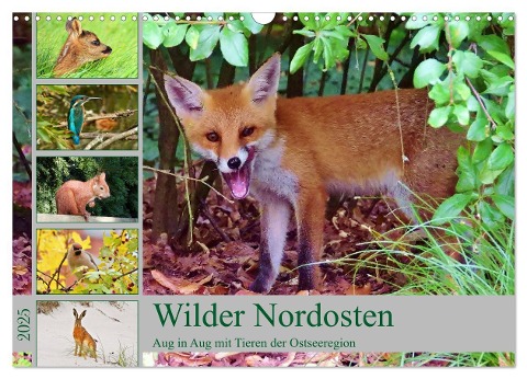 Wilder Nordosten - Aug in Aug mit Tieren der Ostseeregion (Wandkalender 2025 DIN A3 quer), CALVENDO Monatskalender - René Schaack