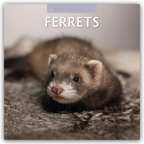 Ferrets - Frettchen 2025 - 16-Monatskalender - 