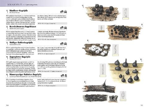 InsideView 5