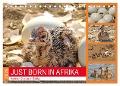 JUST BORN IN AFRIKA Kalahari Straussen Babies (Tischkalender 2025 DIN A5 quer), CALVENDO Monatskalender - Barbara Fraatz