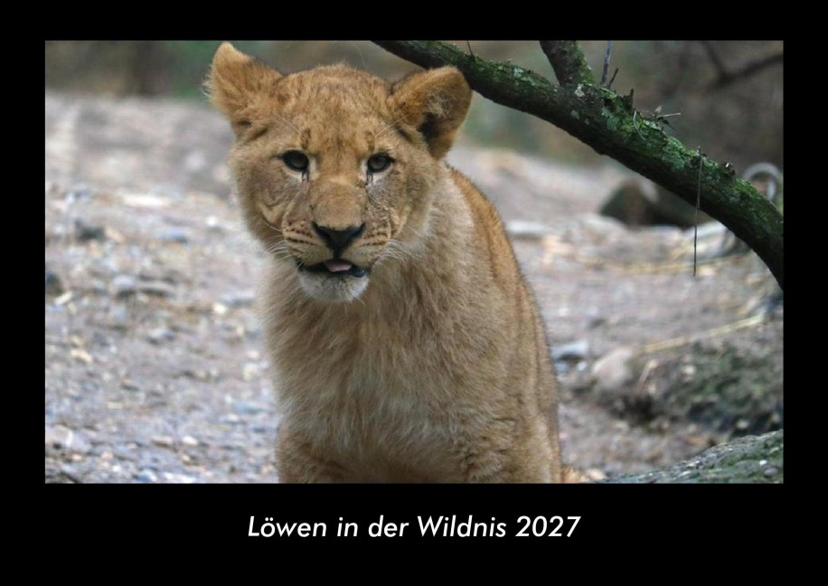 Löwen in der Wildnis 2027 Fotokalender DIN A3 - Tobias Becker