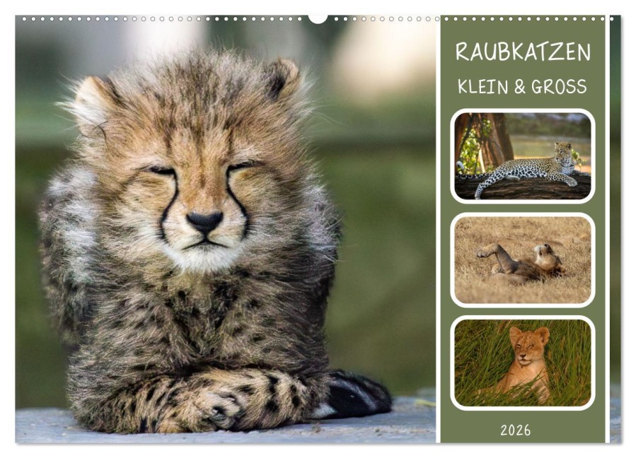 Raubkatzen - groß & klein (Wandkalender 2026 DIN A2 quer), CALVENDO Monatskalender - MoNo-Foto MoNo-Foto