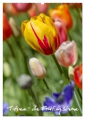 Tulpen - die Frühlingsblume (Wandkalender 2025 DIN A2 hoch), CALVENDO Monatskalender - Immephotography Immephotography