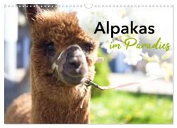 Cover-Bild zum Titel 'Alpakas im Paradies (Wandkalender 2026 DIN A3 quer), CALVENDO Monatskalender' von 'Heidi Rentschler'