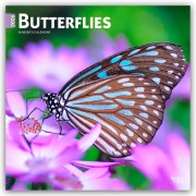 Butterflies - Schmetterlinge 2026 - 16-Monatskalender - Browntrout Publishers