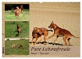 Rhodesian Ridgeback, Pure Lebensfreude (Wandkalender 2024 DIN A2 quer), CALVENDO Monatskalender - Dagmar Behrens