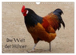 Cover-Bild zum Titel 'Die Welt der Hühner (Wandkalender 2026 DIN A4 quer), CALVENDO Monatskalender' von 'Kattobello Kattobello'
