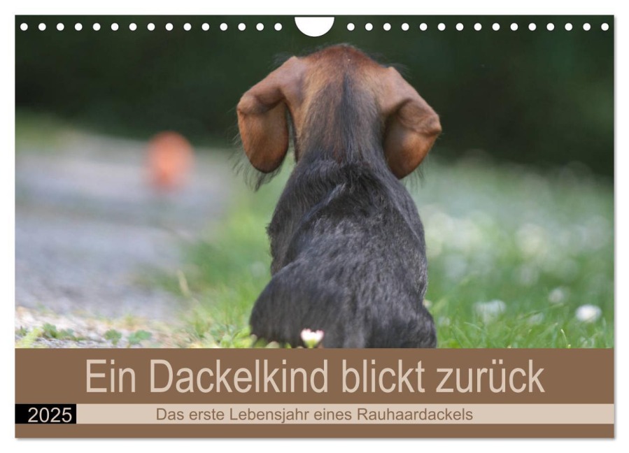 Ein Dackelkind blickt zurück (Wandkalender 2025 DIN A4 quer), CALVENDO Monatskalender - Barbara Mielewczyk