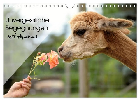 Unvergessliche Begegnungen mit Alpakas (Wandkalender 2024 DIN A4 quer), CALVENDO Monatskalender - Heidi Rentschler
