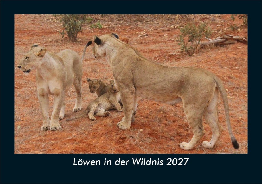 Löwen in der Wildnis 2027 Fotokalender DIN A5 - Tobias Schmitt, Kevin Heber