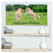 Haflinger Fohlen (hochwertiger Premium Wandkalender 2026 DIN A2 quer), Kunstdruck in Hochglanz - Katho Menden
