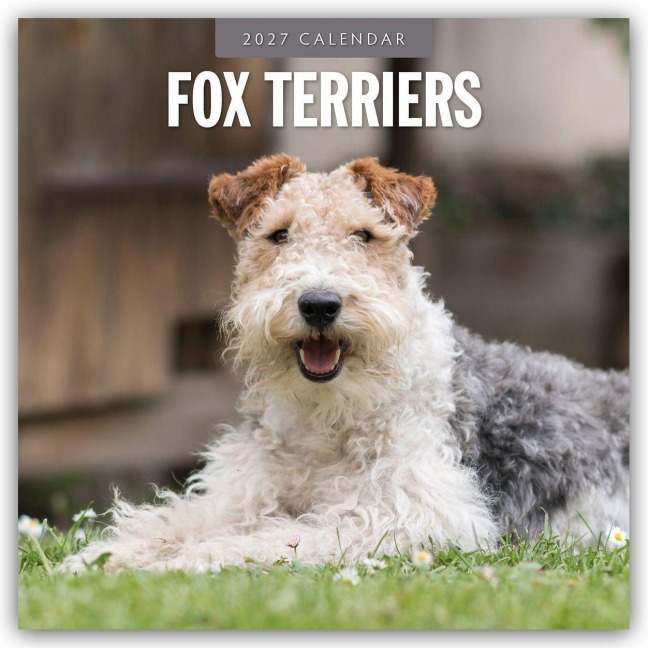 Fox Terriers - Foxterrier 2027 - 16-Monatskalender - Robin Red