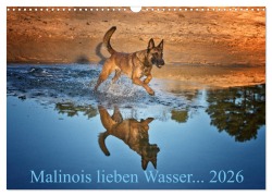 Cover-Bild zum Titel 'Malinois lieben Wasser (Wandkalender 2026 DIN A3 quer), CALVENDO Monatskalender' von 'Susanne Schwarzer'