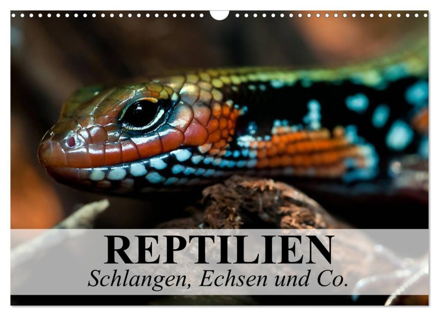 Reptilien Schlangen, Echsen und Co. (Wandkalender 2026 DIN A3 quer), CALVENDO Monatskalender - Elisabeth Stanzer