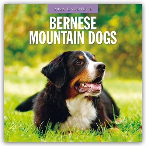 Bernese Mountain Dog - Berner Sennenhund 2025 - 16-Monatskalender - 