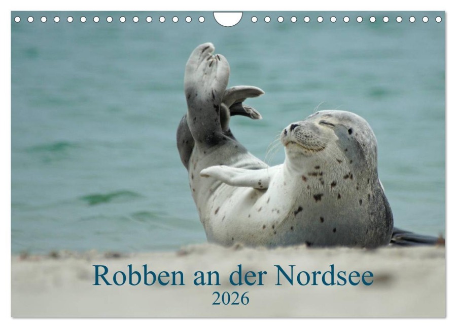 Robben an der Nordsee (Wandkalender 2026 DIN A4 quer), CALVENDO Monatskalender - Martina Fornal
